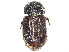  (Pardalosus neodistinctus - CCDB-45169-H08)  @11 [ ] CreativeCommons - Attribution Share - Alike (2023) CBG Photography Group Centre for Biodiversity Genomics
