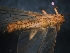  ( - BCK006)  @13 [ ] No Rights Reserved  Unspecified Unspecified