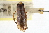  (Arctocorisa convexa - CCDB-20829-G03)  @11 [ ] CreativeCommons - Attribution (2013) CBG Photography Group Centre for Biodiversity Genomics