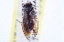  (Arctocorisa planifrons - CCDB-20829-G04)  @11 [ ] CreativeCommons - Attribution (2013) CBG Photography Group Centre for Biodiversity Genomics