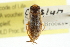  (Dasycorixa hybrida - CCDB-20829-H08)  @11 [ ] CreativeCommons - Attribution (2013) CBG Photography Group Centre for Biodiversity Genomics
