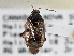  ( - CCDB-21309-B01)  @12 [ ] CreativeCommons - Attribution (2013) CBG Photography Group Centre for Biodiversity Genomics