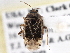 ( - CCDB-21309-C03)  @13 [ ] CreativeCommons - Attribution (2013) CBG Photography Group Centre for Biodiversity Genomics