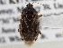  ( - CCDB-21309-C04)  @12 [ ] CreativeCommons - Attribution (2013) CBG Photography Group Centre for Biodiversity Genomics