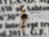  (Hyaliodini - CCDB-21309-F09)  @13 [ ] CreativeCommons - Attribution (2013) CBG Photography Group Centre for Biodiversity Genomics