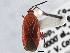  (Coccobaphes - CCDB-21310-A02)  @14 [ ] CreativeCommons - Attribution (2013) CBG Photography Group Centre for Biodiversity Genomics