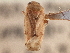  (Dichrooscytus irroratus - CCDB-21310-A06)  @11 [ ] CreativeCommons - Attribution (2013) CBG Photography Group Centre for Biodiversity Genomics