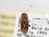  (Dichrooscytus suspectus - CCDB-21310-A10)  @11 [ ] CreativeCommons - Attribution (2013) CBG Photography Group Centre for Biodiversity Genomics
