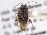  (Lygus bradleyi - CCDB-21310-B04)  @13 [ ] CreativeCommons - Attribution (2013) CBG Photography Group Centre for Biodiversity Genomics