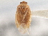 (Neoborella - CCDB-21310-B09)  @11 [ ] CreativeCommons - Attribution (2013) CBG Photography Group Centre for Biodiversity Genomics