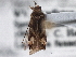  ( - CCDB-21310-C06)  @11 [ ] CreativeCommons - Attribution (2013) CBG Photography Group Centre for Biodiversity Genomics