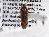  (Phytocoris ulmi - CCDB-21310-F11)  @14 [ ] CreativeCommons - Attribution (2013) CBG Photography Group Centre for Biodiversity Genomics