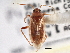  (Pappus luridus - CCDB-21310-G09)  @14 [ ] CreativeCommons - Attribution (2013) CBG Photography Group Centre for Biodiversity Genomics