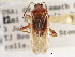  (Pappus rolfsi - CCDB-21310-G11)  @11 [ ] CreativeCommons - Attribution (2013) CBG Photography Group Centre for Biodiversity Genomics