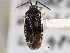  (Polymerus punctipes - CCDB-21311-A07)  @11 [ ] CreativeCommons - Attribution (2013) CBG Photography Group Centre for Biodiversity Genomics