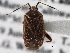  (Taedia casta - CCDB-21311-A11)  @11 [ ] CreativeCommons - Attribution (2013) CBG Photography Group Centre for Biodiversity Genomics