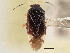  (Tropidosteptes geminus - CCDB-21311-B10)  @11 [ ] CreativeCommons - Attribution (2013) CBG Photography Group Centre for Biodiversity Genomics