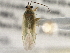 ( - CCDB-21312-C08)  @11 [ ] CreativeCommons - Attribution (2013) CBG Photography Group Centre for Biodiversity Genomics