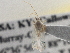  ( - CCDB-21312-G02)  @13 [ ] CreativeCommons - Attribution (2013) CBG Photography Group Centre for Biodiversity Genomics