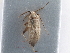  ( - CCDB-21313-A04)  @11 [ ] CreativeCommons - Attribution (2013) CBG Photography Group Centre for Biodiversity Genomics