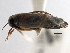  ( - CCDB-21314-D10)  @11 [ ] CreativeCommons - Attribution (2013) CBG Photography Group Centre for Biodiversity Genomics