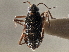 ( - CCDB-21314-E03)  @11 [ ] CreativeCommons - Attribution (2013) CBG Photography Group Centre for Biodiversity Genomics