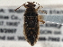  (Arhyssus barberi - CCDB-21314-F09)  @13 [ ] CreativeCommons - Attribution (2013) CBG Photography Group Centre for Biodiversity Genomics