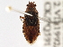  (Arhyssus crassus - CCDB-21314-F12)  @14 [ ] CreativeCommons - Attribution (2013) CBG Photography Group Centre for Biodiversity Genomics
