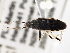  ( - CCDB-21315-A11)  @13 [ ] CreativeCommons - Attribution (2013) CBG Photography Group Centre for Biodiversity Genomics