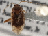  (Neolygus geneseensis - CCDB-21315-F03)  @11 [ ] CreativeCommons - Attribution (2013) CBG Photography Group Centre for Biodiversity Genomics