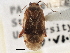  (Neolygus univittatus - CCDB-21315-G06)  @11 [ ] CreativeCommons - Attribution (2013) CBG Photography Group Centre for Biodiversity Genomics