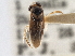 (Ramphocorixa - CCDB-21316-C06)  @11 [ ] CreativeCommons - Attribution (2013) CBG Photography Group Centre for Biodiversity Genomics