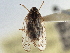  (Oliarus beirnei - CCDB-21317-C01)  @11 [ ] CreativeCommons - Attribution (2013) CBG Photography Group Centre for Biodiversity Genomics