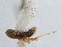  ( - CCDB-21317-C04)  @11 [ ] CreativeCommons - Attribution (2013) CBG Photography Group Centre for Biodiversity Genomics