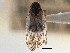  (Oliarus exoptatus - CCDB-21317-C06)  @11 [ ] CreativeCommons - Attribution (2013) CBG Photography Group Centre for Biodiversity Genomics