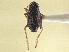  (Delphacodes occlusa - CCDB-21317-E02)  @11 [ ] CreativeCommons - Attribution (2013) CBG Photography Group Centre for Biodiversity Genomics