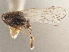  (Delphacodes propinqua - CCDB-21317-E05)  @11 [ ] CreativeCommons - Attribution (2013) CBG Photography Group Centre for Biodiversity Genomics