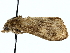  ( - SINPR0276)  @11 [ ] CreativeCommons - Attribution (2022) CBG Photography Group Centre for Biodiversity Genomics