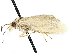  ( - SINPR0334)  @11 [ ] CreativeCommons - Attribution (2022) CBG Photography Group Centre for Biodiversity Genomics