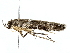  ( - SINPR0539)  @11 [ ] CreativeCommons - Attribution (2022) CBG Photography Group Centre for Biodiversity Genomics