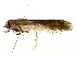  ( - SINPR0552)  @11 [ ] CreativeCommons - Attribution (2022) CBG Photography Group Centre for Biodiversity Genomics