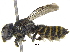  (Megachile Chelostomoda sp2 - 06743A07-THA)  @15 [ ] CreativeCommons - Attribution (2016) CBG Photography Group Centre for Biodiversity Genomics