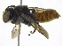  ( - 06744D03-THA)  @12 [ ] CreativeCommons - Attribution (2016) CBG Photography Group Centre for Biodiversity Genomics