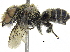  (Megachile sp. aff. tranquilla - 06744D11-THA)  @15 [ ] CreativeCommons - Attribution (2016) CBG Photography Group Centre for Biodiversity Genomics