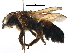  (Megachile floralis - 06744F03-THA)  @14 [ ] CreativeCommons - Attribution (2016) CBG Photography Group Centre for Biodiversity Genomics