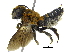  (Megachile umbripennis - 06744F10-THA)  @14 [ ] CreativeCommons - Attribution (2016) CBG Photography Group Centre for Biodiversity Genomics