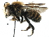  (Megachile afflanata - 06744G07-THA)  @15 [ ] CreativeCommons - Attribution (2016) CBG Photography Group Centre for Biodiversity Genomics