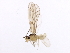  ( - 10BBSIO-0139)  @13 [ ] CreativeCommons - Attribution (2010) CBG Photography Group Centre for Biodiversity Genomics