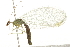  ( - 09BBNEU-0130)  @13 [ ] CreativeCommons - Attribution (2010) Unspecified Centre for Biodiversity Genomics
