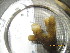  ( - SIRS-008)  @12 [ ] Copyright (2015) Yerushalmy M. Tel Aviv University